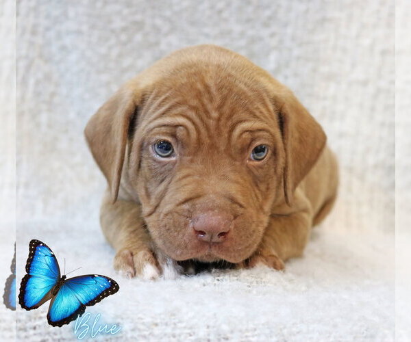 Medium Photo #5 Mastiff-Unknown Mix Puppy For Sale in Wakefield, RI, USA