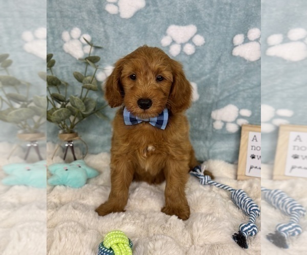 Medium Photo #4 Goldendoodle mix (+ Poodle Miniature) Puppy For Sale in NOBLESVILLE, IN, USA