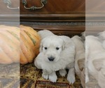 Small #7 English Cream Golden Retriever