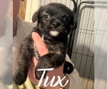 Small #1 Boston Terrier Mix