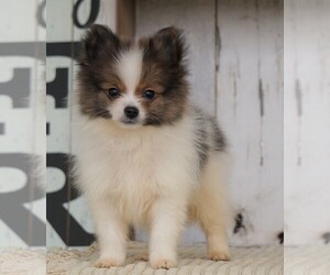 Pomeranian Puppy for sale in FREDERICKSBG, OH, USA