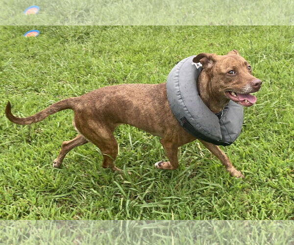 Medium Photo #5 American Pit Bull Terrier-Unknown Mix Puppy For Sale in Virginia Beach, VA, USA