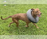 Small #4 American Pit Bull Terrier Mix