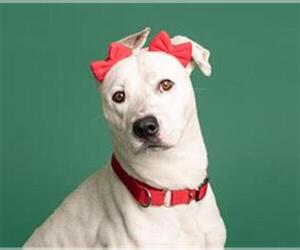 Dalmatian Dogs for adoption in Fort Lauderdale, FL, USA