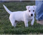 Small #7 Jack Russell Terrier