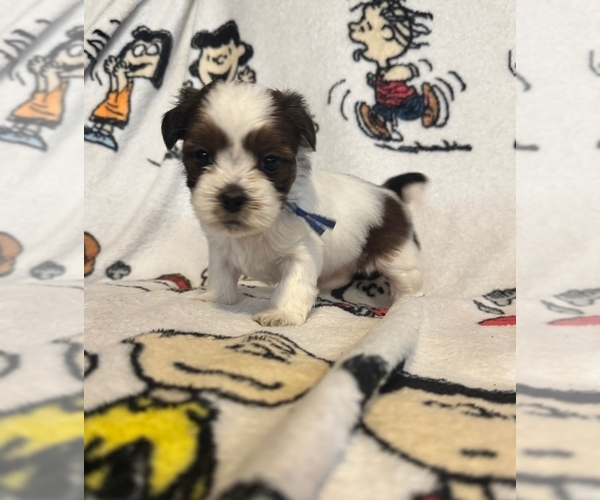 Medium Photo #3 Zuchon Puppy For Sale in NEW YORK MILLS, MN, USA