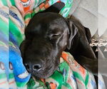 Small #13 American Pit Bull Terrier Mix