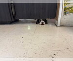 Small #4 Shih Tzu