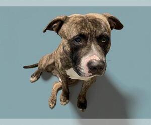 American Pit Bull Terrier-Unknown Mix Dogs for adoption in Tulsa, OK, USA