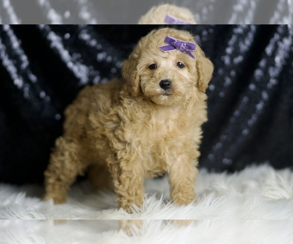 Medium Photo #4 Poodle (Miniature) Puppy For Sale in WARSAW, IN, USA