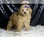 Small #3 Poodle (Miniature)