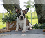 Small #1 Faux Frenchbo Bulldog