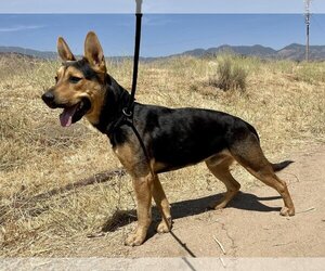 German Shepherd Dog-Unknown Mix Dogs for adoption in Incline Village, NV, USA