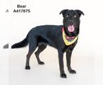 Small #1 German Shepherd Dog Mix