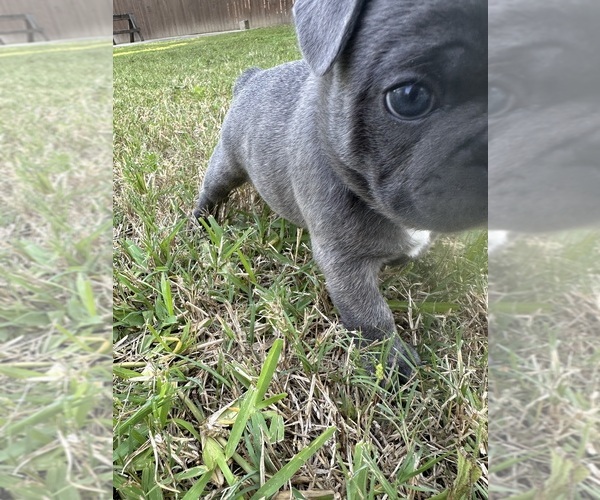 Medium Photo #9 French Bulldog Puppy For Sale in ORANGE, TX, USA