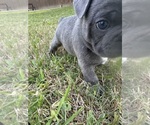Small #8 French Bulldog
