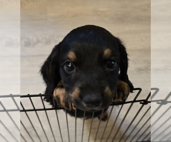 Medium Photo #29 Dachshund Puppy For Sale in NEOSHO, MO, USA