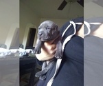Small Photo #2 American Pit Bull Terrier Puppy For Sale in MI METRO, MI, USA