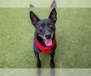 Rat Terrier-Unknown Mix Dogs for adoption in Dedham, MA, USA