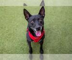 Small Rat Terrier Mix