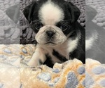 Small #3 Pug