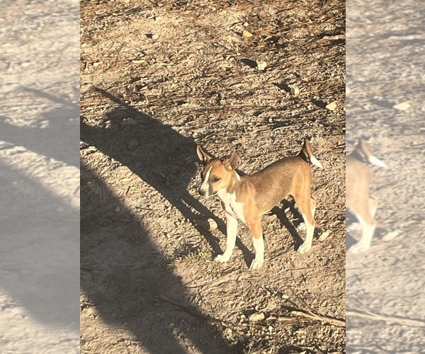 Medium Photo #3 Rat Terrier Puppy For Sale in DORA, MO, USA