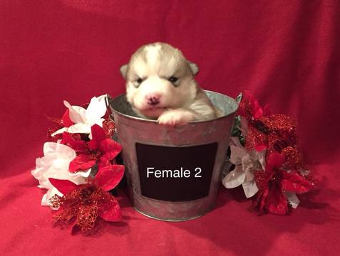 Medium Photo #1 Alaskan Malamute Puppy For Sale in HUGGINS, MO, USA