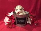 Small Photo #1 Alaskan Malamute Puppy For Sale in HUGGINS, MO, USA