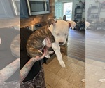 Puppy Gypsy American Pit Bull Terrier