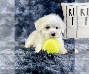 Maltipoo Puppy for sale in GREENFIELD, IN, USA