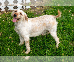 Mother of the Goldendoodle (Miniature) puppies born on 03/10/2025