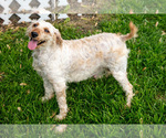 Small Photo #1 Goldendoodle (Miniature) Puppy For Sale in BERNE, IN, USA