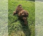 Puppy Sean Goldendoodle