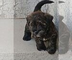 Puppy Rocky Havashu-West Highland White Terrier Mix