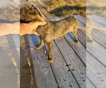 Small Photo #12 Belgian Malinois-Dutch Shepherd Dog Mix Puppy For Sale in CALHAN, CO, USA