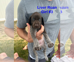 Puppy Liver Roan 3 German Shorthaired Pointer