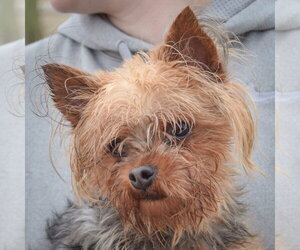 Mutt Dogs for adoption in Huntley, IL, USA