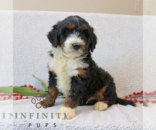 Medium Photo #2 Bernedoodle (Miniature) Puppy For Sale in NARVON, PA, USA