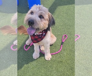 Mutt Dogs for adoption in Phoenix, AZ, USA