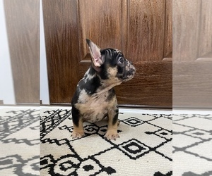 French Bulldog Puppy for sale in CLARKSVILLE, TN, USA