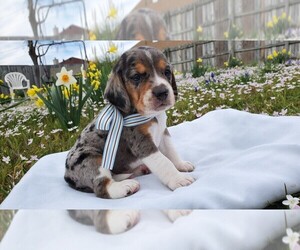 Beagle Puppy for sale in AIR BASE, AR, USA