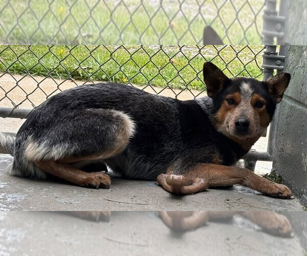 Medium Photo #6 Mutt Puppy For Sale in Rustburg, VA, USA