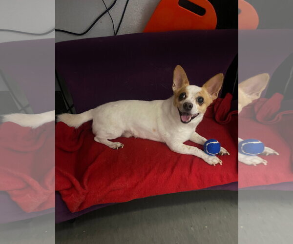Medium Photo #12 Jack Chi Puppy For Sale in San Francisco, CA, USA