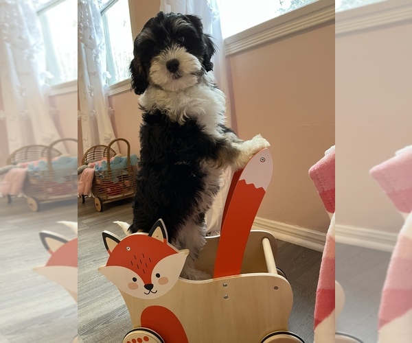 Medium Photo #5 Bernedoodle (Miniature) Puppy For Sale in SYLMAR, CA, USA