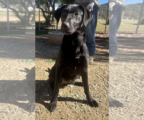 Medium Photo #3 Labrador Retriever-Unknown Mix Puppy For Sale in San Diego, CA, USA