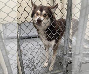 Siberian Husky-Unknown Mix Dogs for adoption in Anchorage, AK, USA