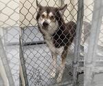 Small Siberian Husky Mix