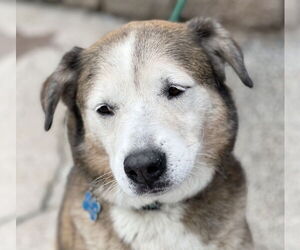 Patch - Male Siberian Husky-Unknown Mix Dog for Adoption - Photo #7