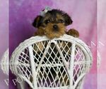 Small Photo #63 Yorkshire Terrier Puppy For Sale in WARSAW, IN, USA