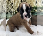 Small #9 Boxer